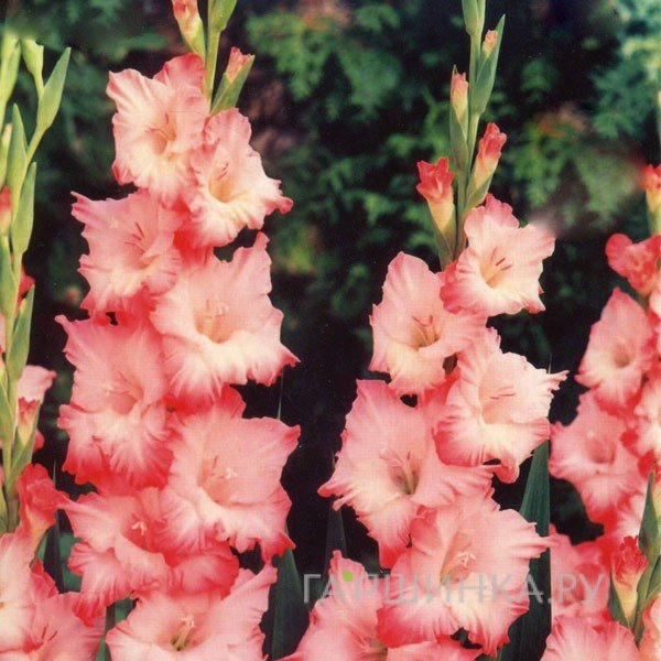 Гладиолус Хеопс 5 шт