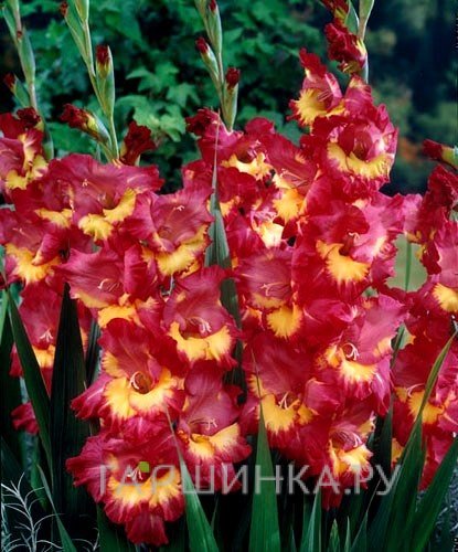 Гладиолус Фар Вест 5 шт.