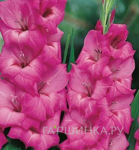 Гладиолус Фиделио 5 шт