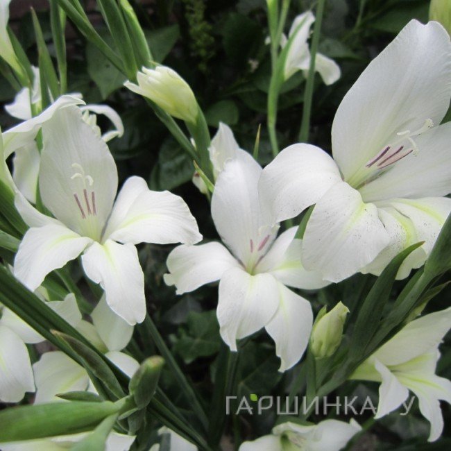 Гладиолус мини Альбус 5 шт