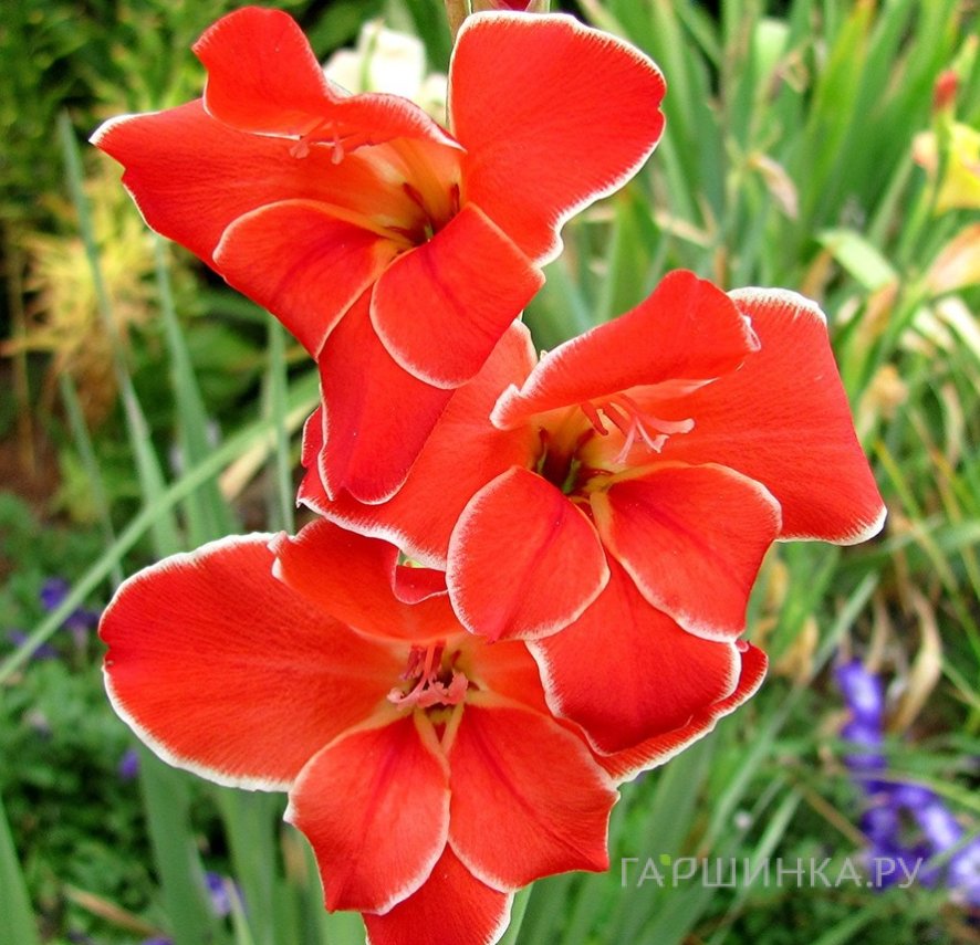 Гладиолус мини Атом 5 шт