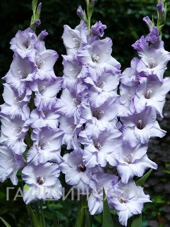 Гладиолус Свит Блу 5 шт.
