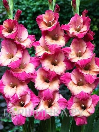 Гладиолус Тедс Фаворит