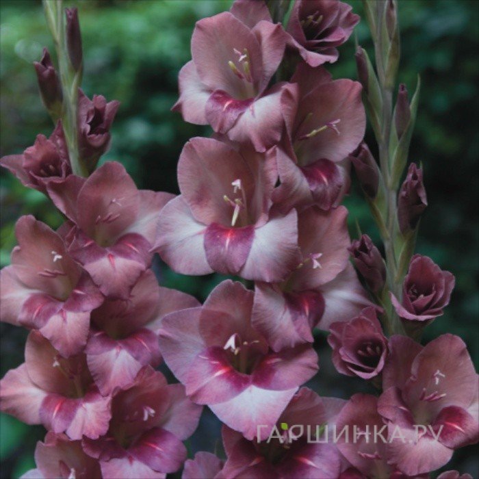 Гладиолус Торино 5 шт.