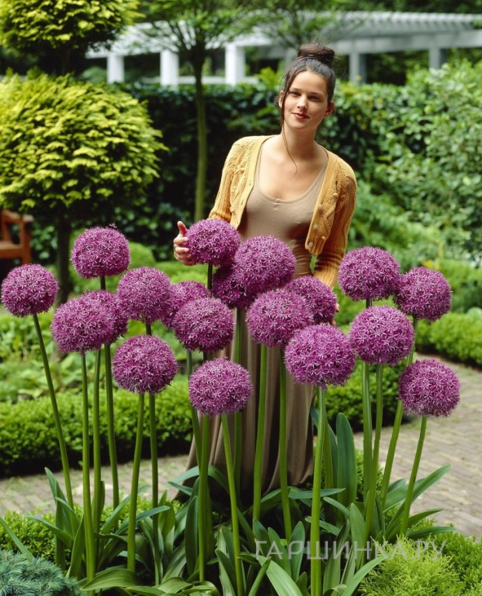 Лук декоративный Глоубмастер