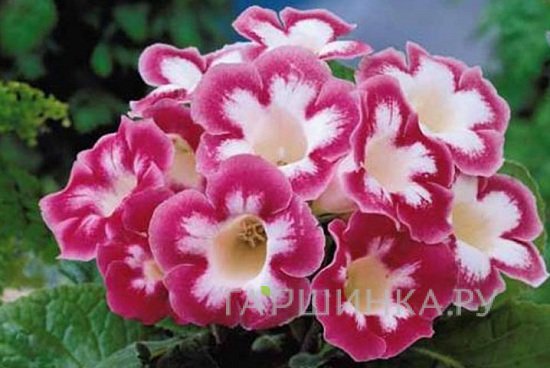 Глоксиния Бланш де Меру