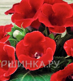 Глоксиния Этойле де Фью