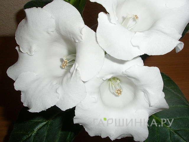 Глоксиния Монт Бланк