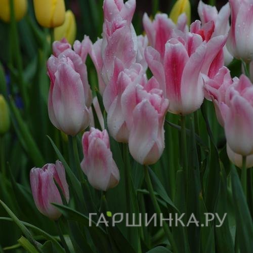 Тюльпан Холланд Чик лилиецветный 5шт