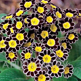 Примула Silver Lace Black