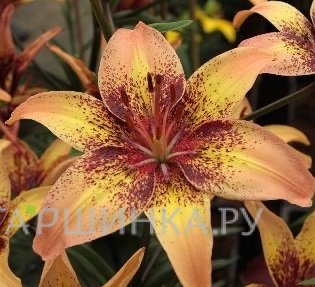 Лилия Голден Браун азиатская/2шт