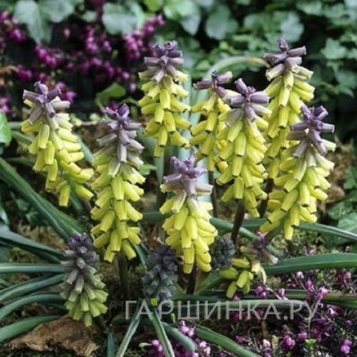 Мускари Голден Фрагранс 5 шт