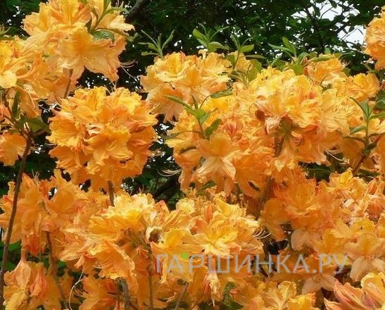 Рододендрон (Азалия) Голден Лайтс