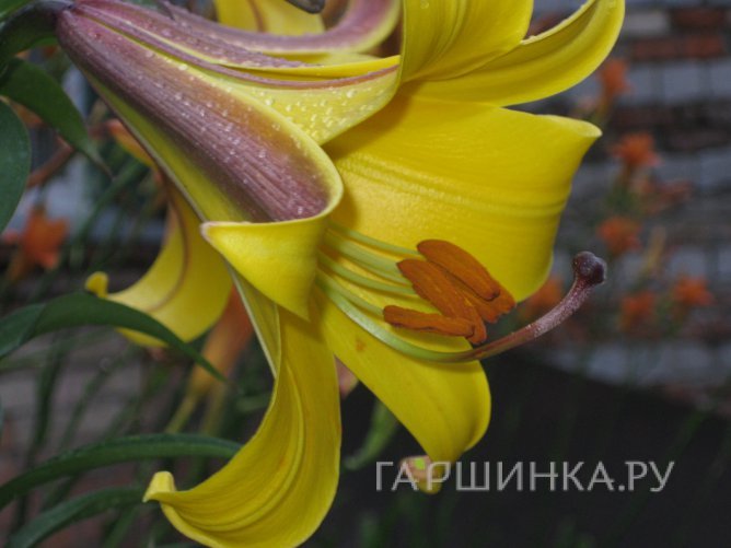 Лилия Голден Сплендор трубчатая желтая