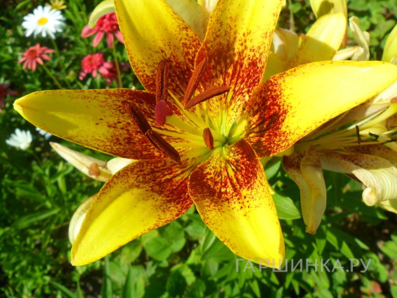 Лилия Голден Стоун азиатская /2шт