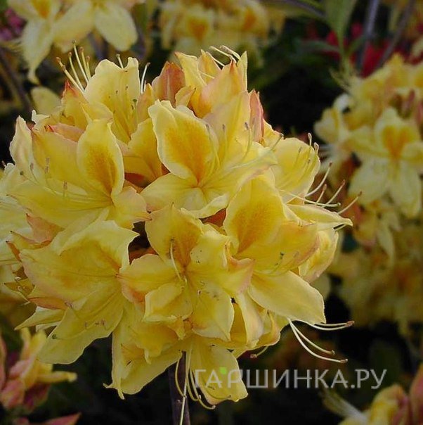 Рододендрон (Азалия) Golden Sunset