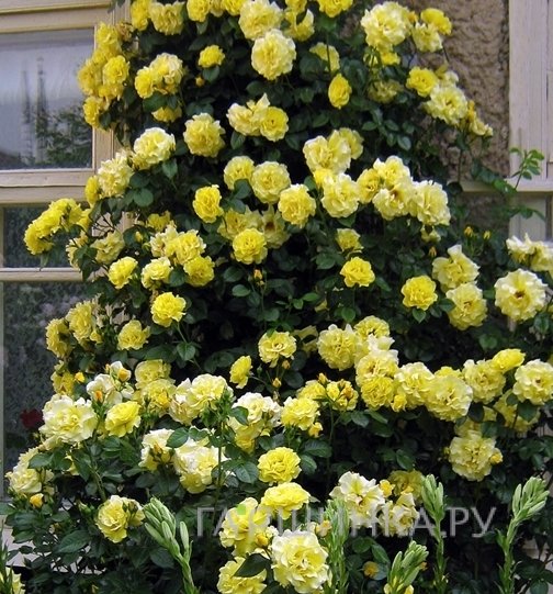 Роза Голдкрест плетистая, Imperial Rose