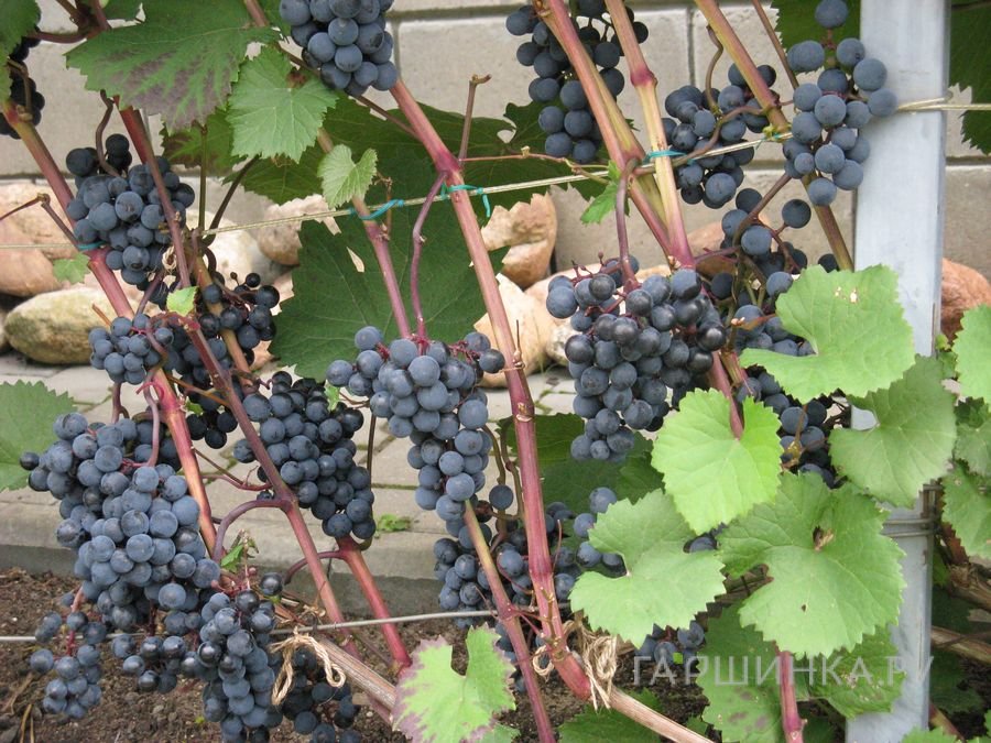 Виноград плодовый 'Голубок'