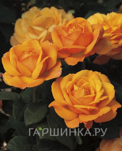 Роза Гуд Эз Голд чайно-гибридная, Викс (лиц)