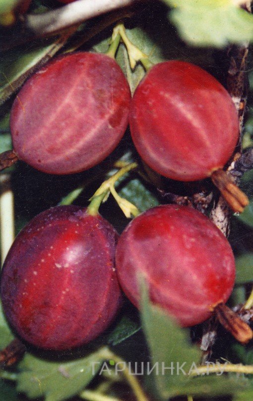 Крыжовник Русский