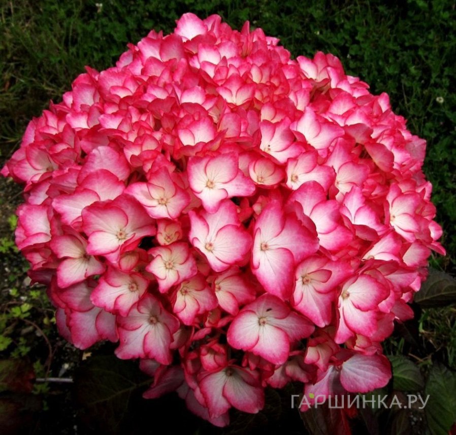 Гортензия Сабрина крупнолистная (макрофила)