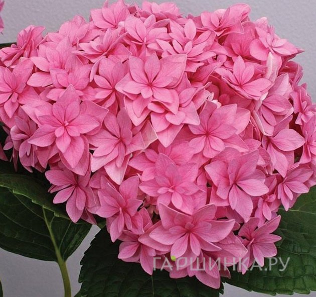Гортензия Перфекшн (Совершенство) крупнолистная ремонтантная (серия Ты и Я)