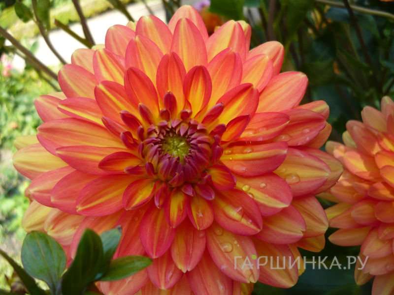 Георгина Грейсленд декоративная