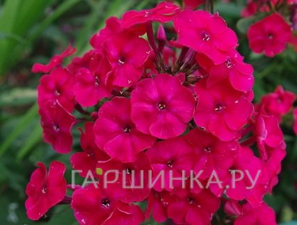 Флокс Граф Вишня