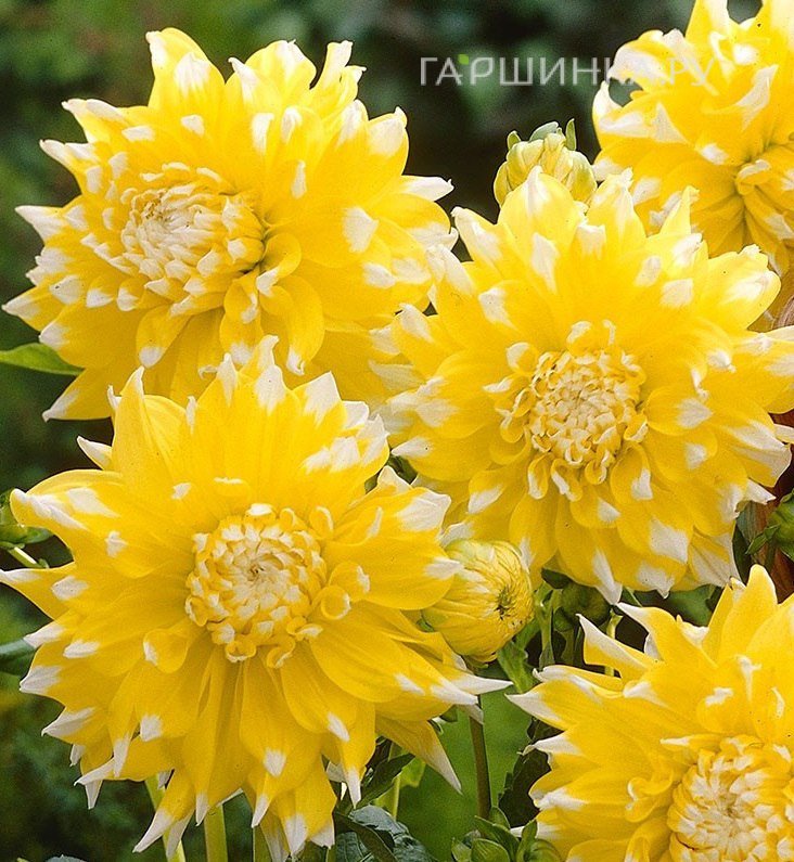 Георгина Гранд При (МАКСИ) декоративная