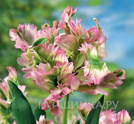 Тюльпан Грин Вейв попугайный 3шт