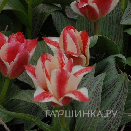 Тюльпан Грэйгс Хэппи Грейга 5шт.