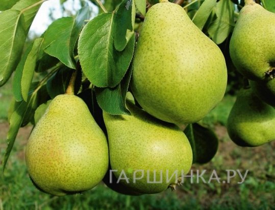 Груша Гвидон