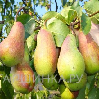 Груша Красавица Черненко (Русская красавица)