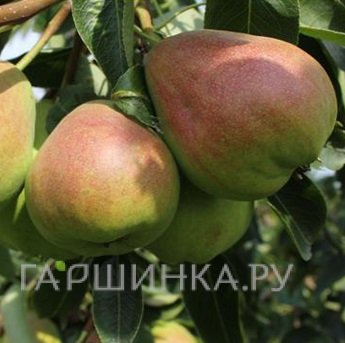 Груша Нерусса