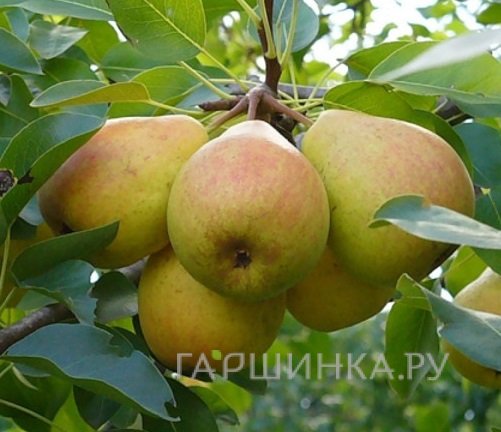 Груша Память Жегалова