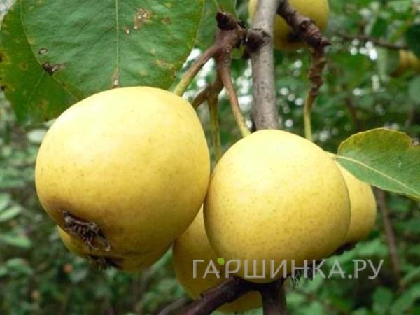 Груша Скороспелка из Мичуринска