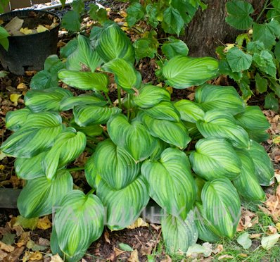 Хоста Гуакамоле (ML)