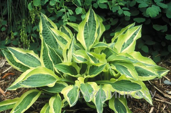 Хоста Ханки Панки (M)