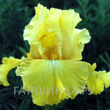 Ирис бородатый Харвест оф Меморис