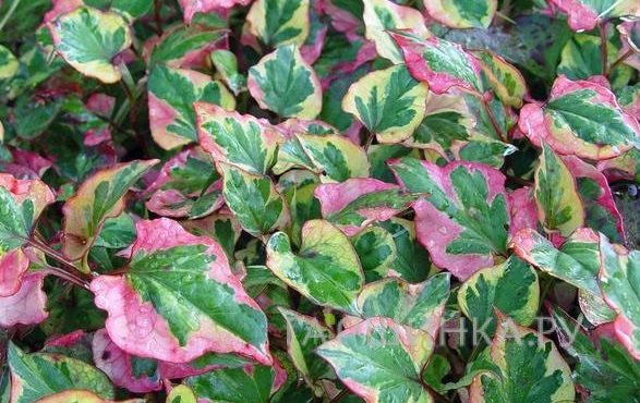 Хауттюйния сердцевидная Хамелеон