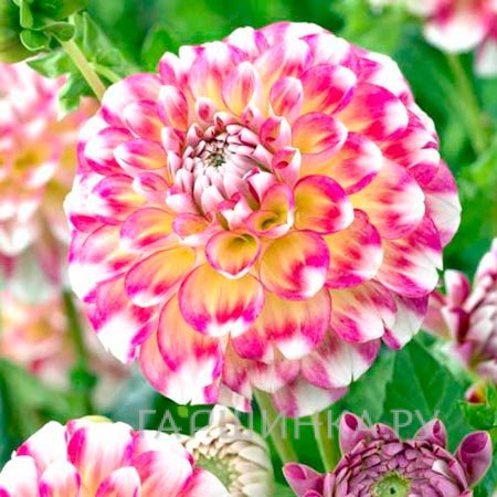 Георгина Гаваи шаровидная