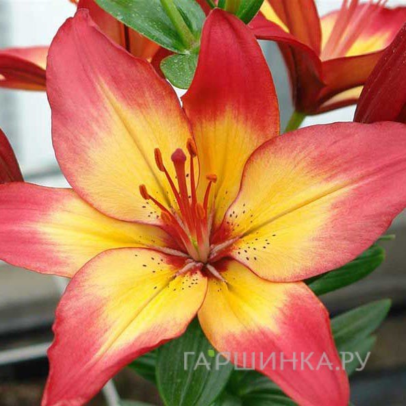 Лилия Хартстрингс азиатская / 2шт