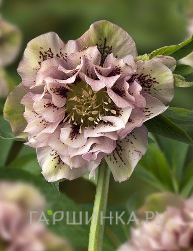 Морозник махровый Элле Пинк Споттид