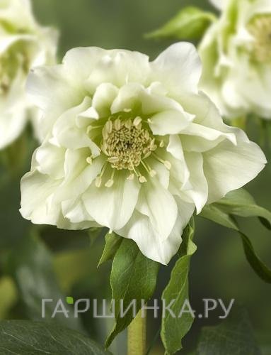 Морозник махровый Эллен Вайт