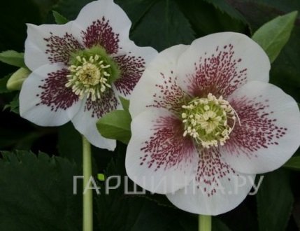 Морозник Боллен