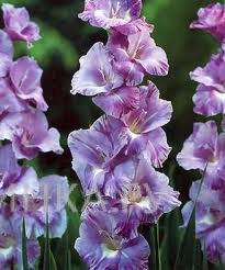 Гладиолус Хё Маджести 5 шт