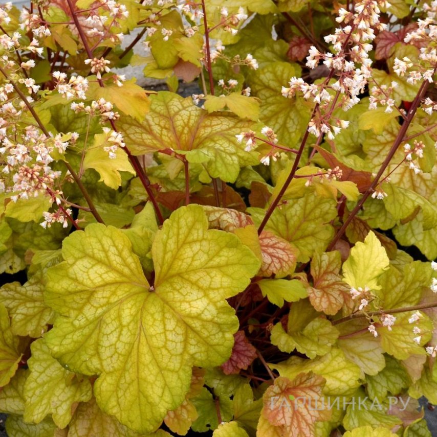 Гейхера Шампань