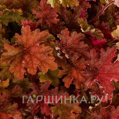 Гейхера Джинжер Пич