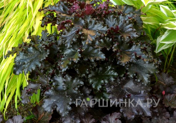 Гейхера Блэк Таффета