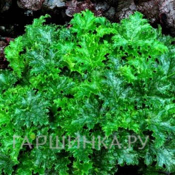 Гейхера Эпл Крисп